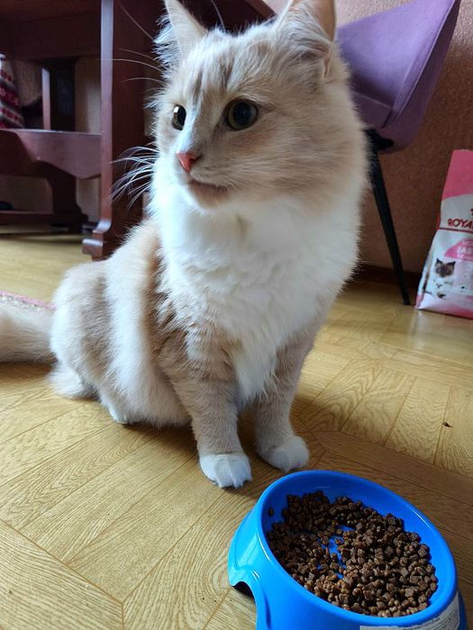 Молодий пухнастий котик