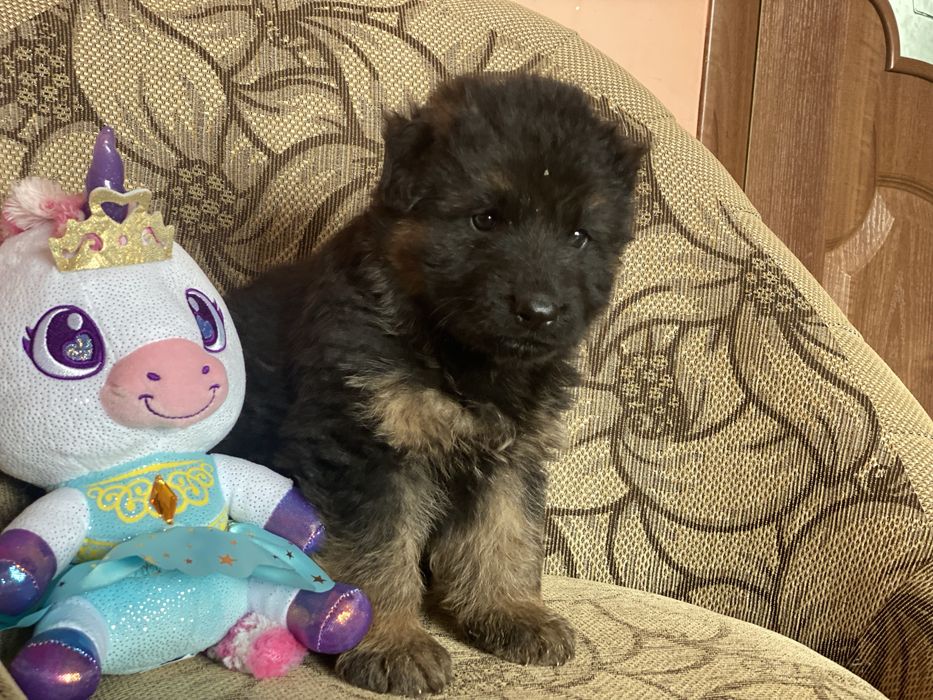 Супер цуцики, німецька вівчарка