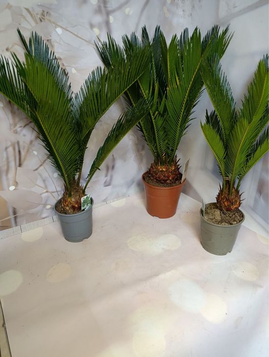 Цикас,різні розміри