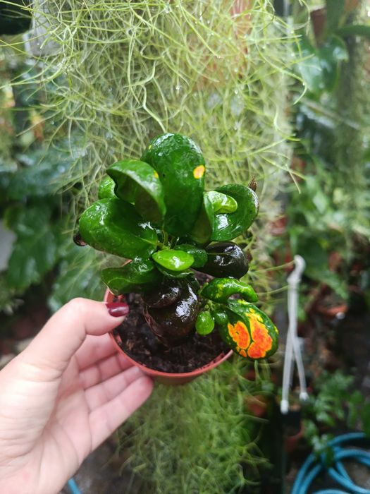 Кротон Codieum Tonghoo