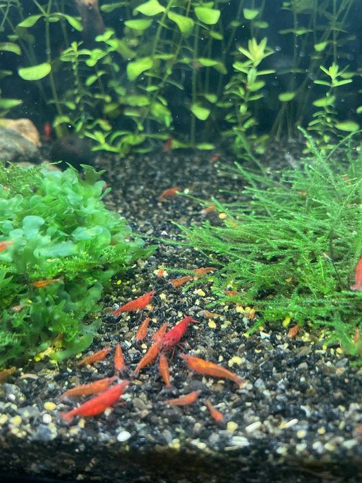 Camarões Neocaridina Red Fire