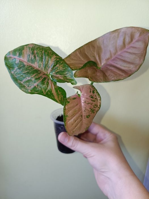 Сортові домашні Сингоніуми