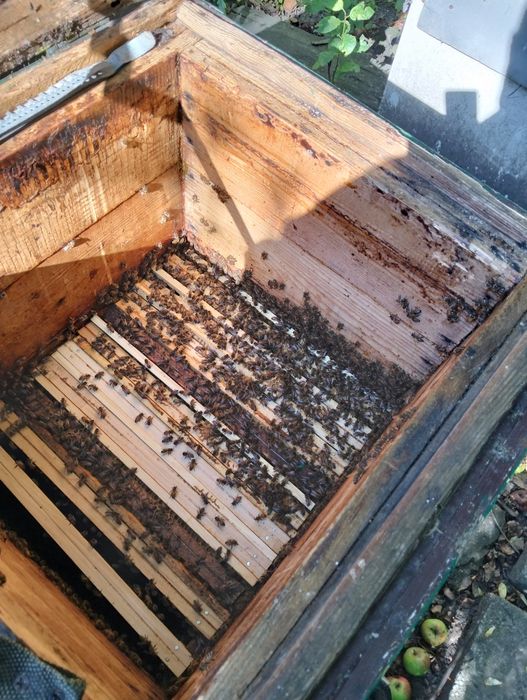 Sprzedam rodziny pszczele