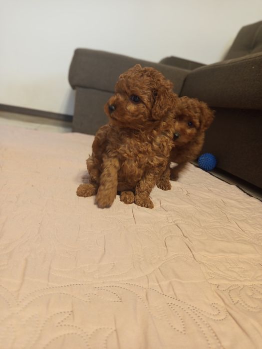 Той Пудель дівчата Редбраун