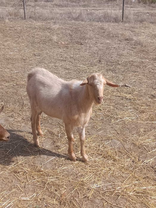 Chibos e chibas para venda