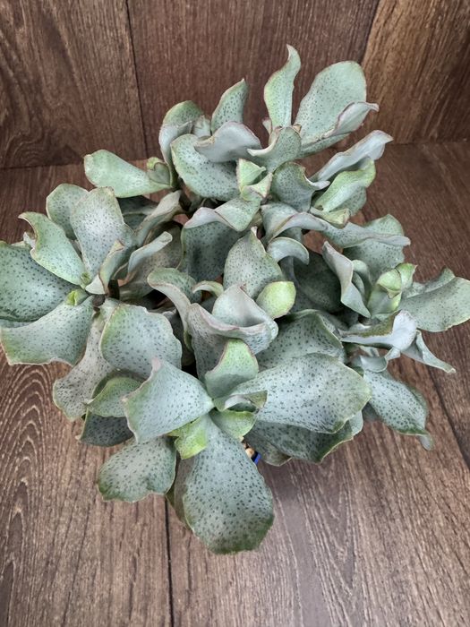 Грошове денево, сортове, колекційне, Crassula, Бонсай