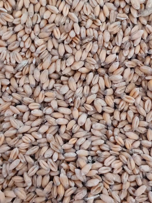 Продам пшеничний тритікал другої репродукції 25 тон
