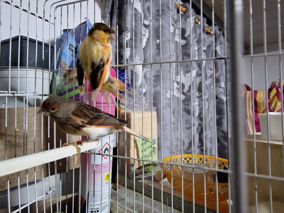 Casal de canários Arlequim português