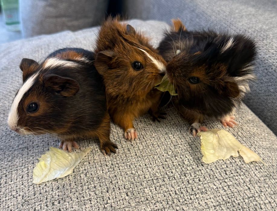 морські свинки(2 дівчинки і хлопчик)