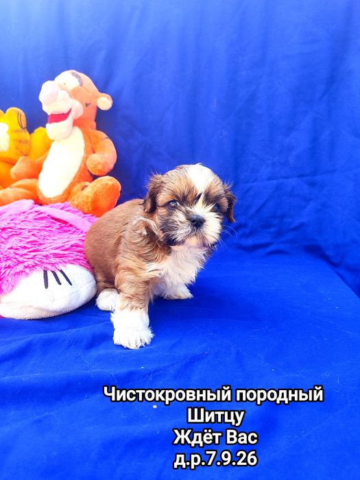 Шитцу Медовый.0989350653