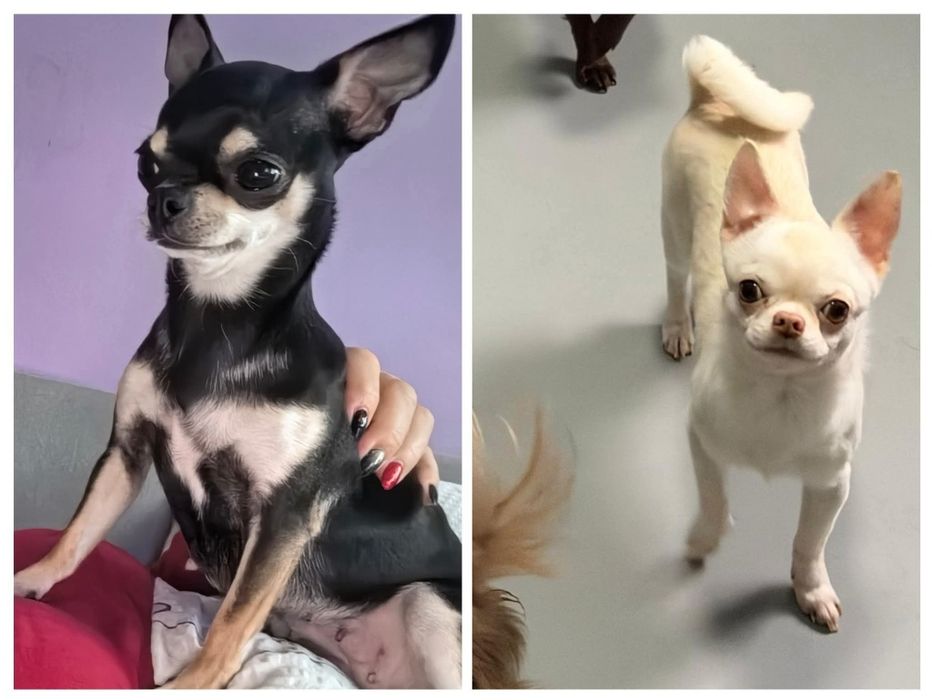 Chihuahua. Śliczny mini tricolor.