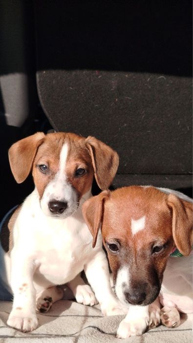 Джек Рассел терʼєр