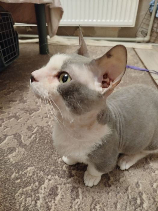 Сфинкс велюровый коротколапый не кастрированный