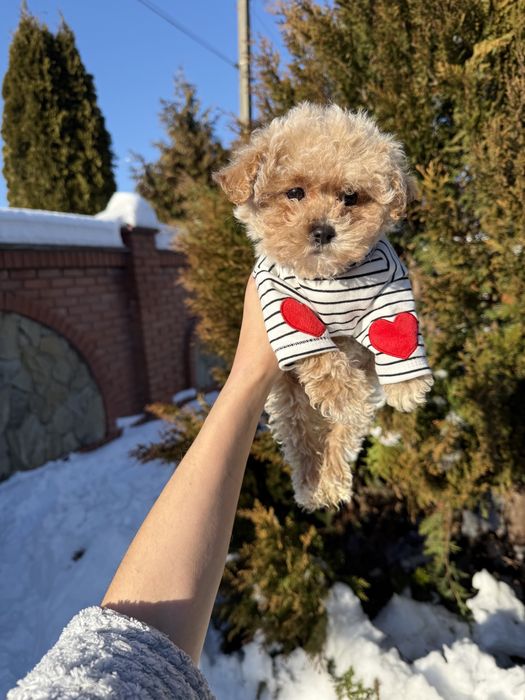 Карамельні мальтіпу