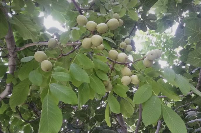 Продам Саженцы Грецкого ОРЕХА Привитого и черенки ГОЛАНДИЯ