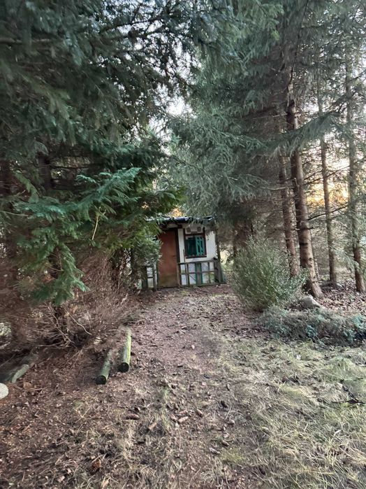 Zadrzewiona działka 581 m² – Karnity k. Miłomłyna | mini lasek, ogrodzenie