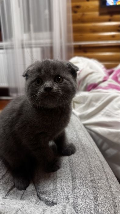 Кошенятка від вислоухої киці