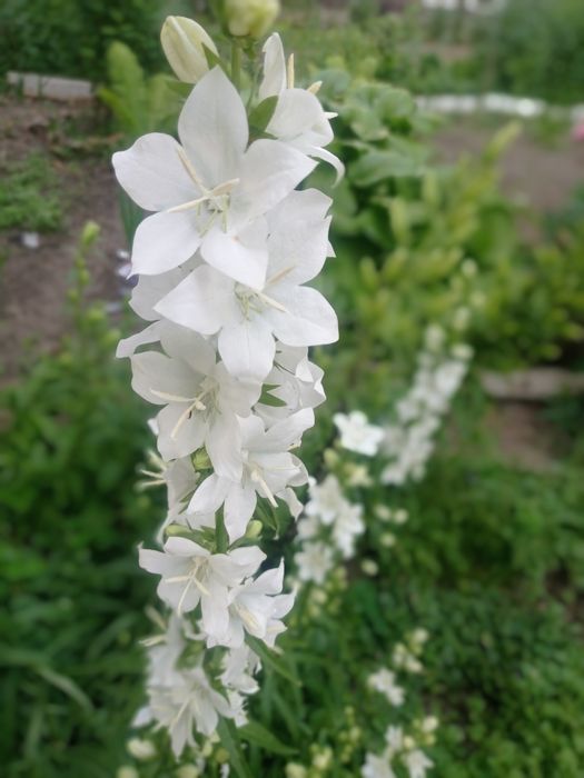 Цветок белый колокольчики