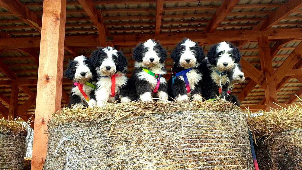 Bearded Collie szczeniak 2026