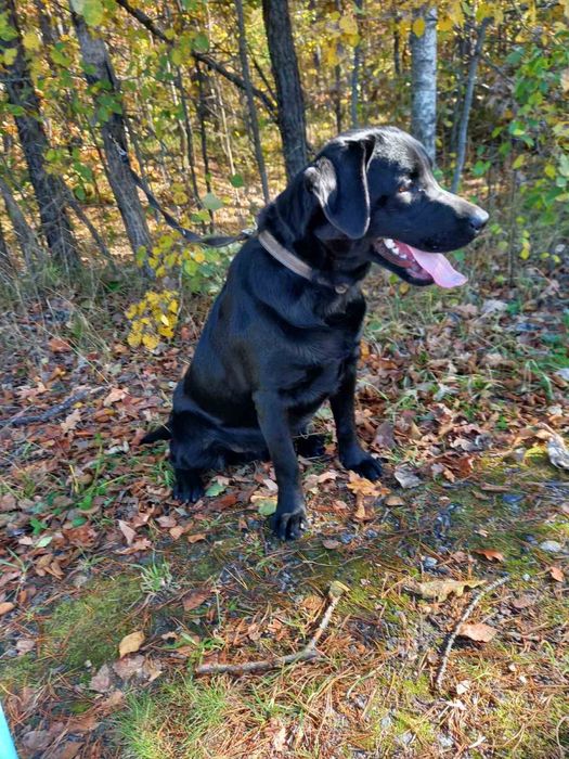 В‘язка лабрадора.