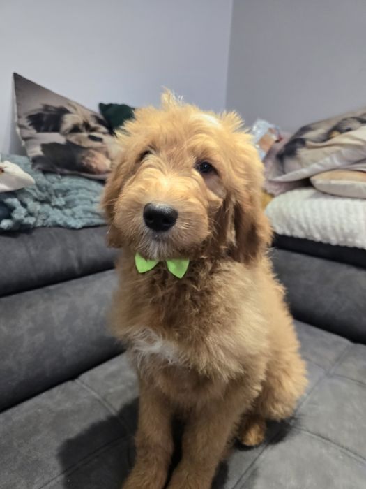 Goldendoodle f1 standard