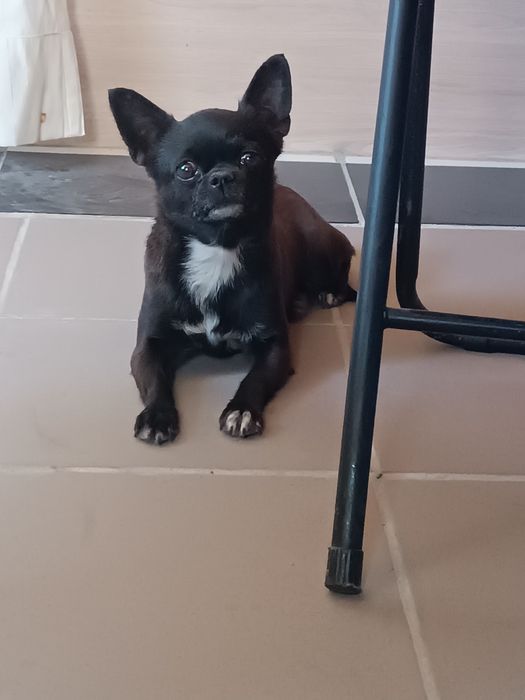 Чорна красива чішка