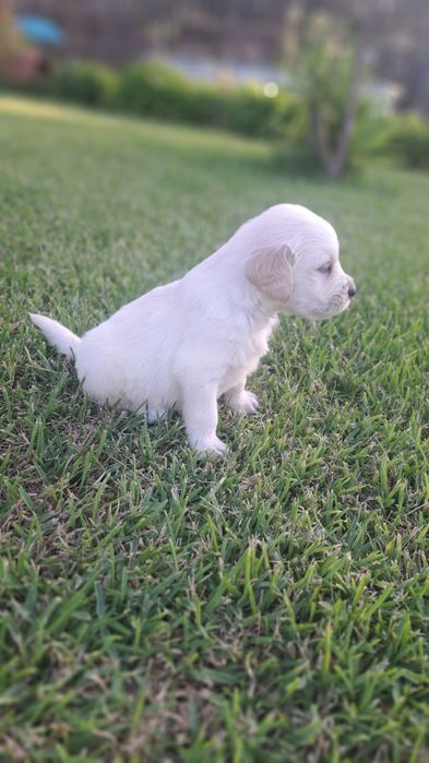 Golden  retriever