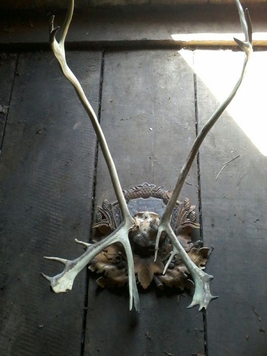 Роги північного оленя ( торг )