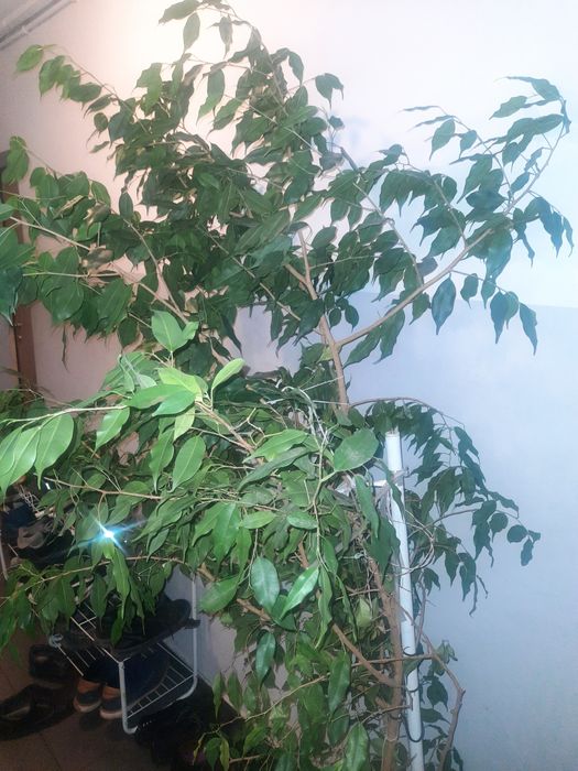 Kwiat Beniamin fikus pokojowy