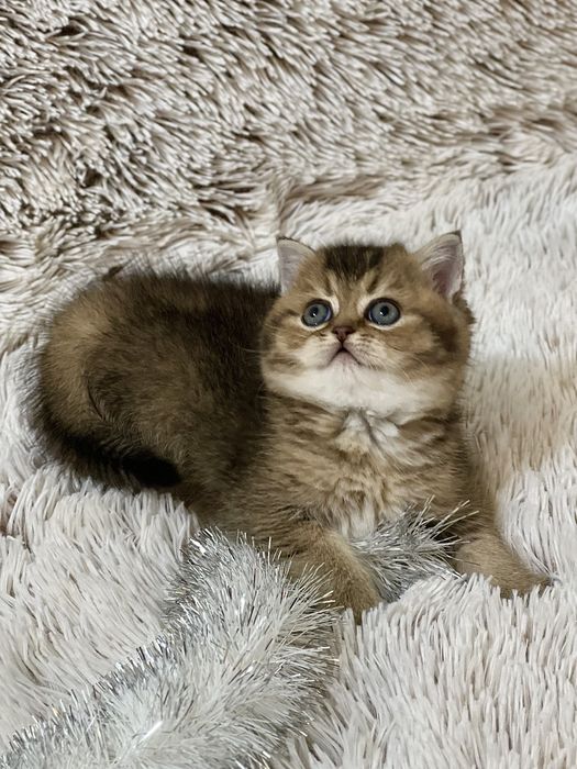 Шотландське кошеня з документами