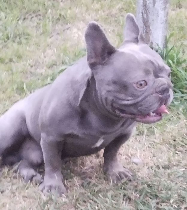 В'язка французький бульдог