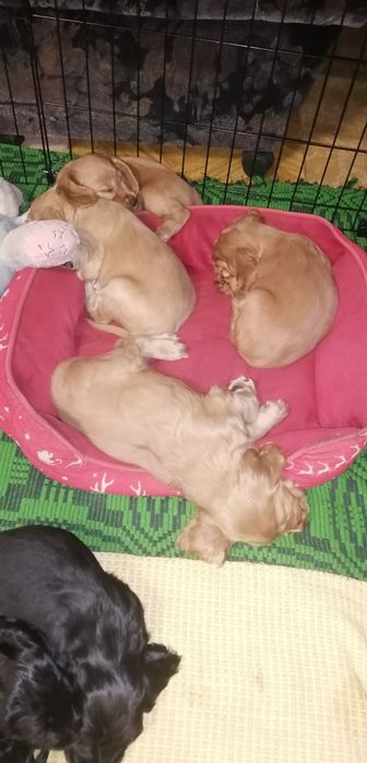 Szczeniak Cocker Spaniel