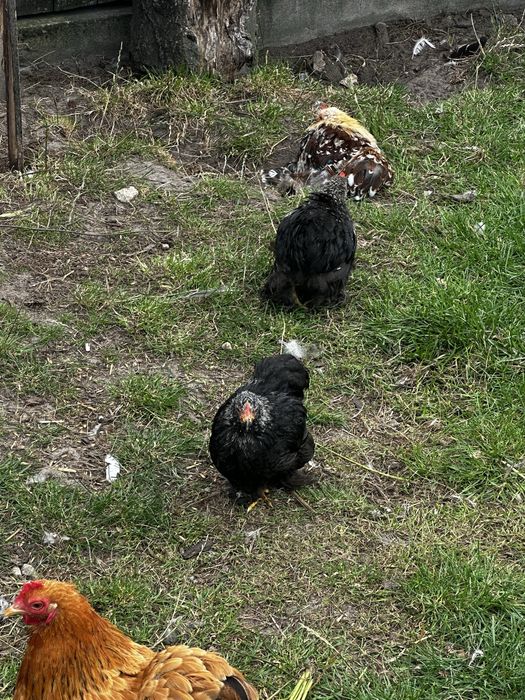Kochiny miniaturowe