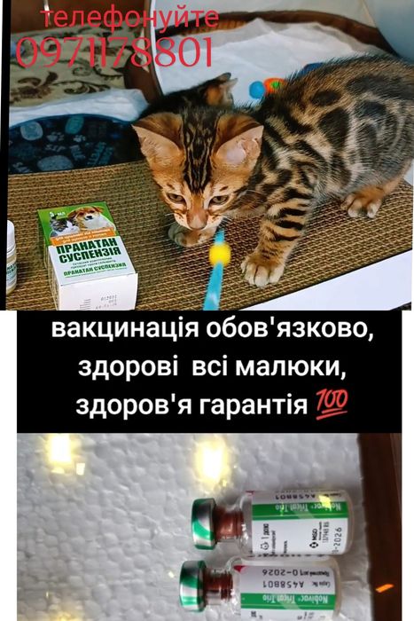 WCF бенгали леопардики,ben n24
