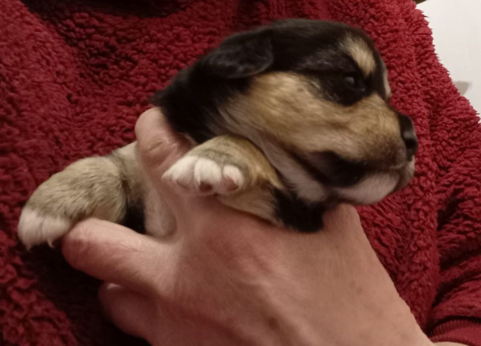 Sunie szukają odpowiedzialnych domów