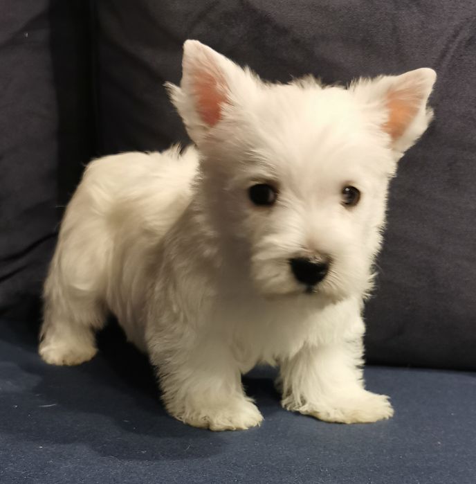 Piesek West highland white terrier