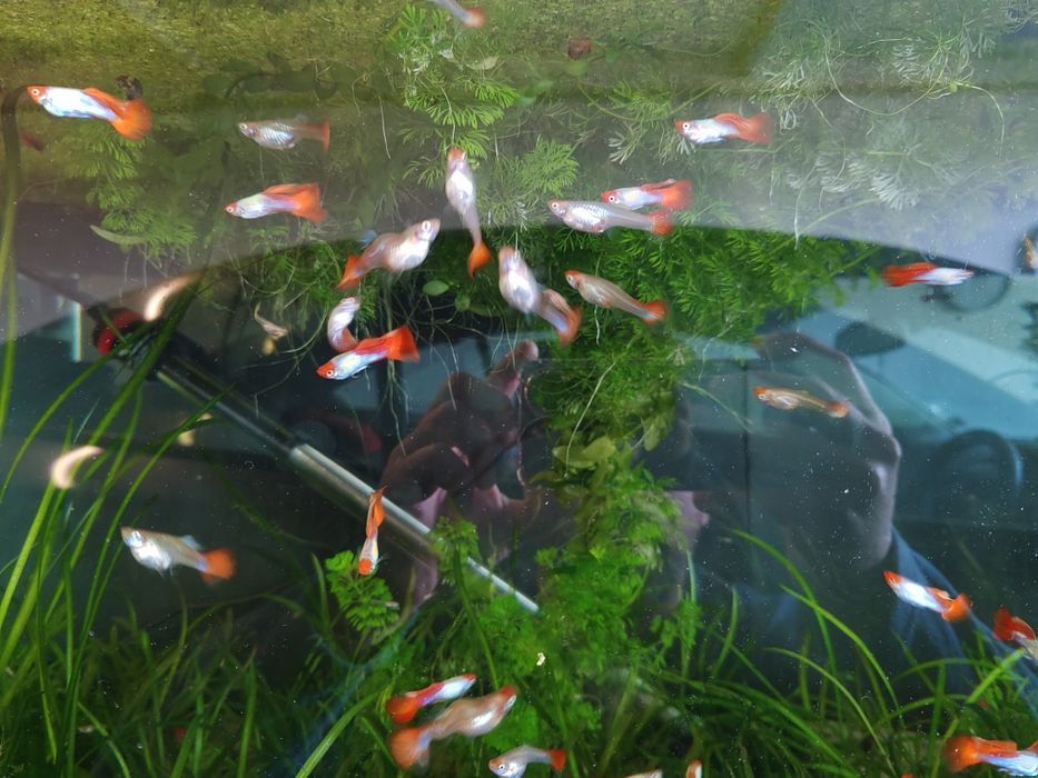 Guppys koi     .