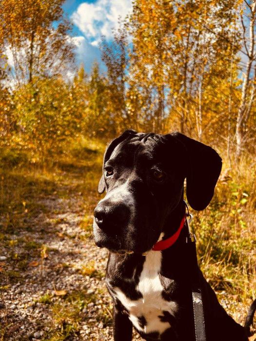 Кане Корсо  1,5 года