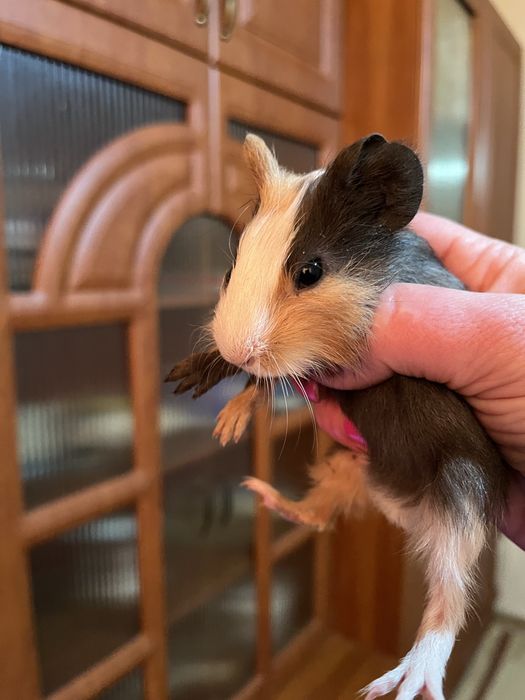 Морські свинкі різного віку