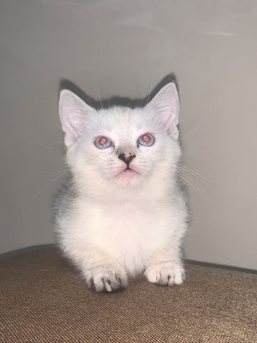 Віддам кошенят в добрі руки