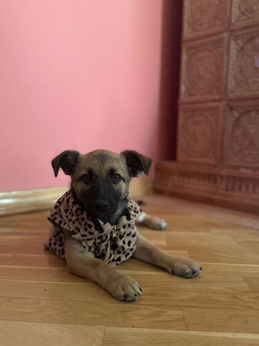 Собачка в добрі руки