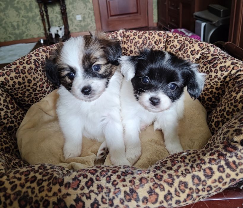 Папійон, цуценята