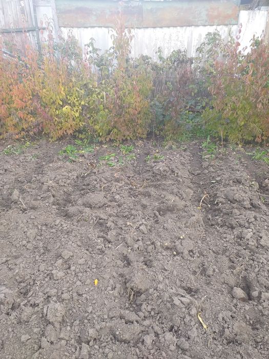 Саджанці кизилу продам