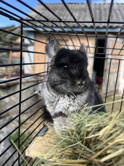 Шиншила хлопчик на продаж