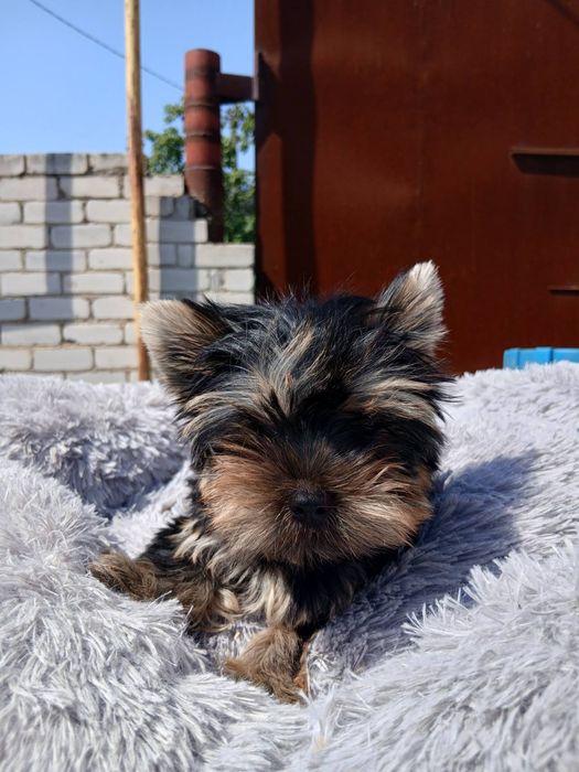 Курносые щенночки