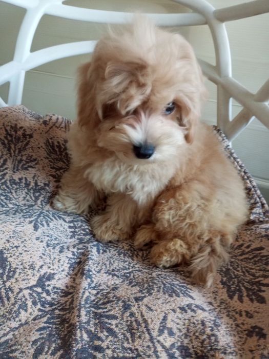 Красунчик Лакі- F1 Малтіпу.