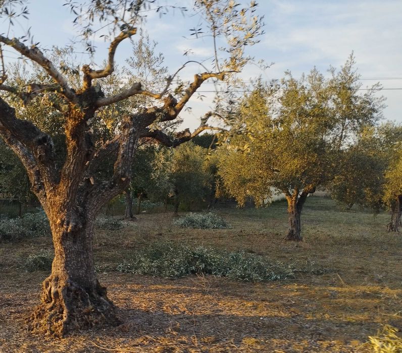 Azeite Bio Virgem Extra  - Ribatejo