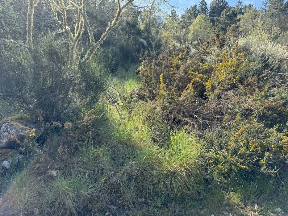 Terreno rustico na encosta da aldeia de Falachos
