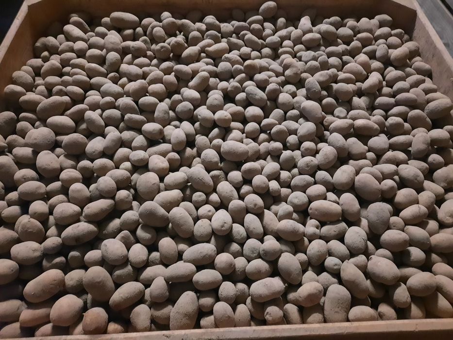 Ziemniaki Twister, Ignacy, Tonacja