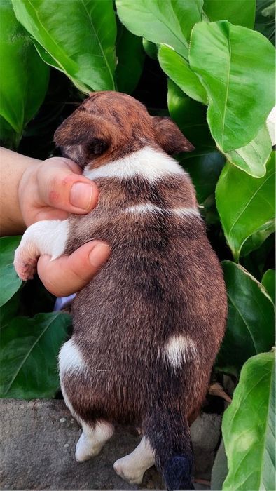 Chihuahua  Fêmea tigrada